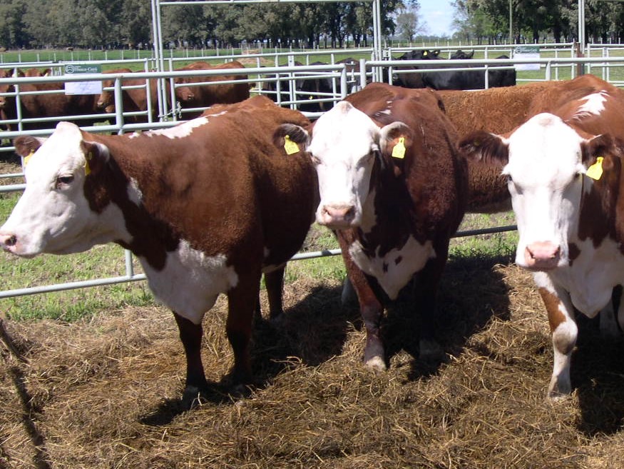 Aborto Bovino Por Listeria Monocytogenes