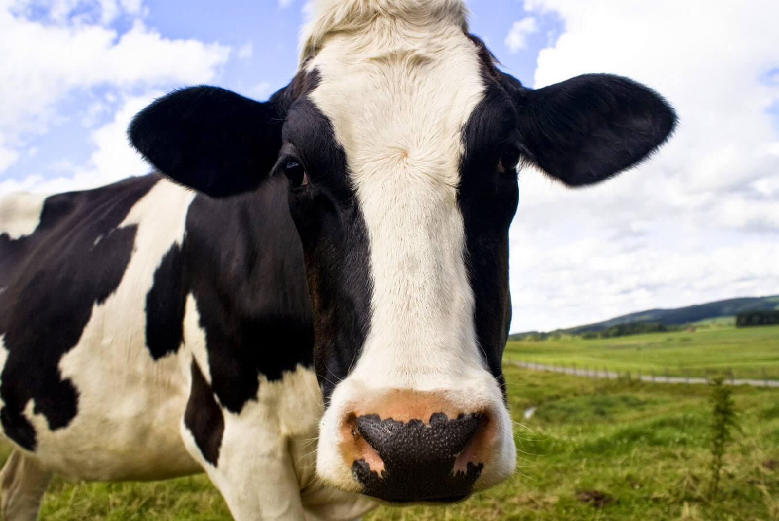 Conte De La Vaca 2 1