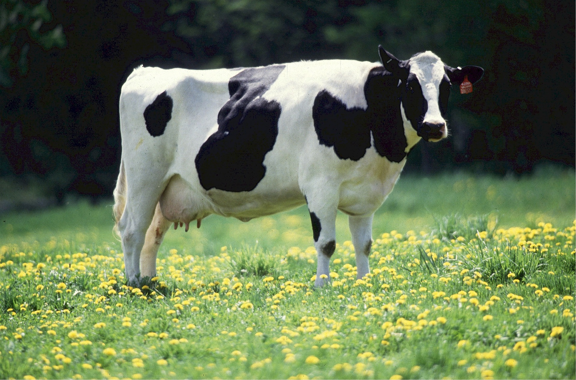 Cow 520890 1920.jpg 76191641